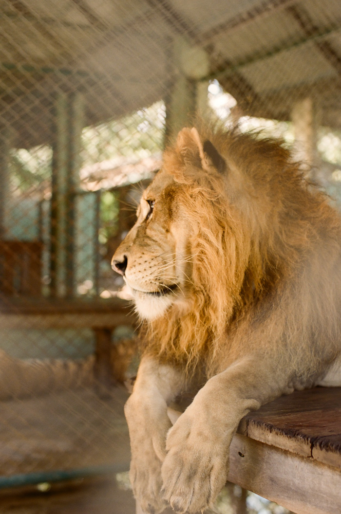 Lion at Tiger Kingdom Chiang Mai