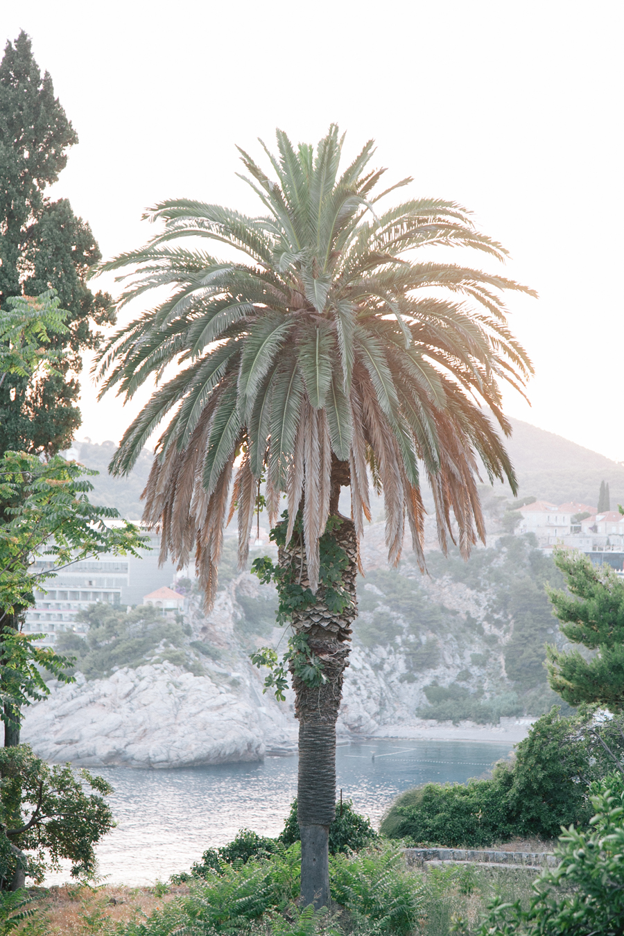 Palm Tree Croatia Coast