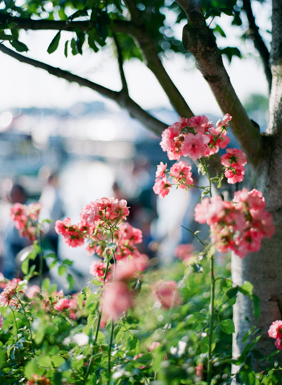 Summer Flowers in Victoria