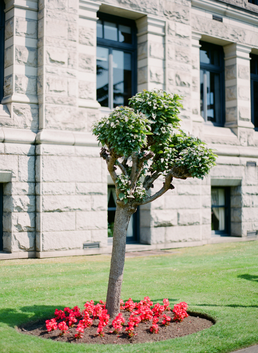 Summer Tree at Victoria Parliament