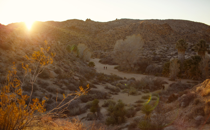 Sunset at Joshua Tree