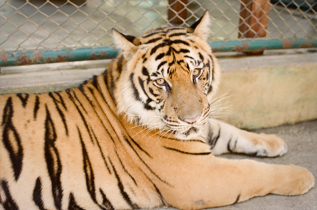 Tiger Kingdom in Chiang Mai