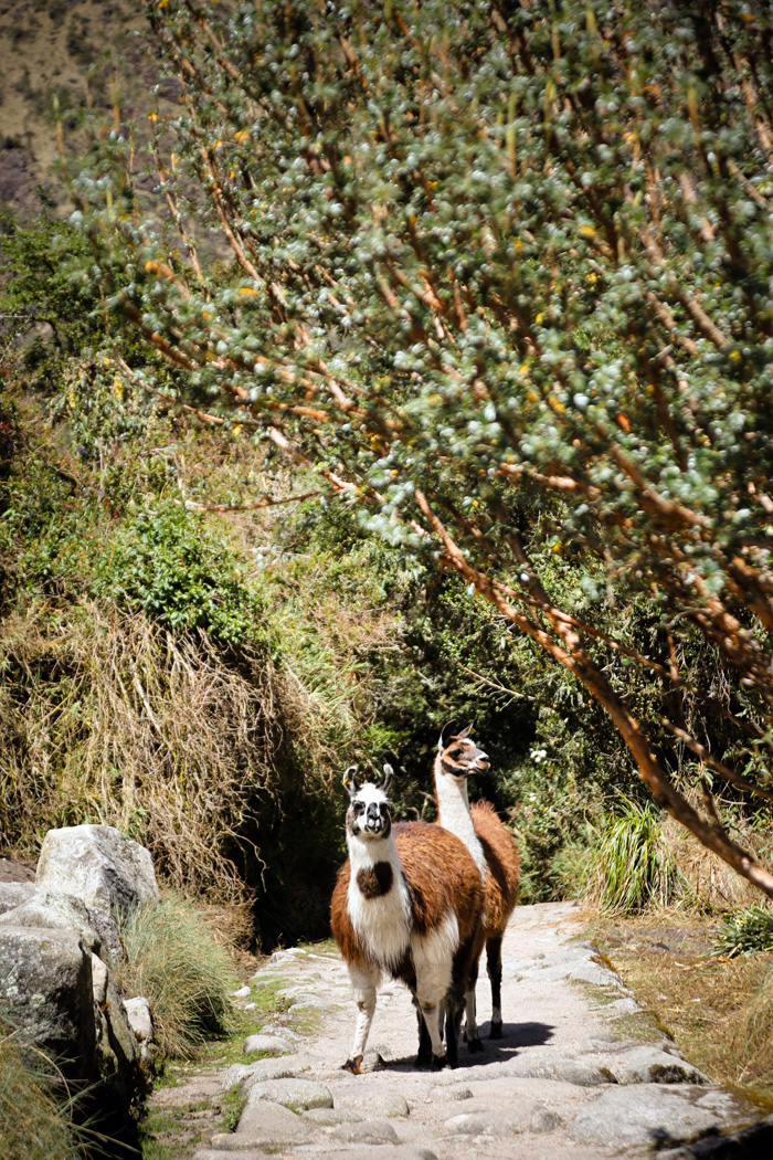 Alpaca Along Inca Trail