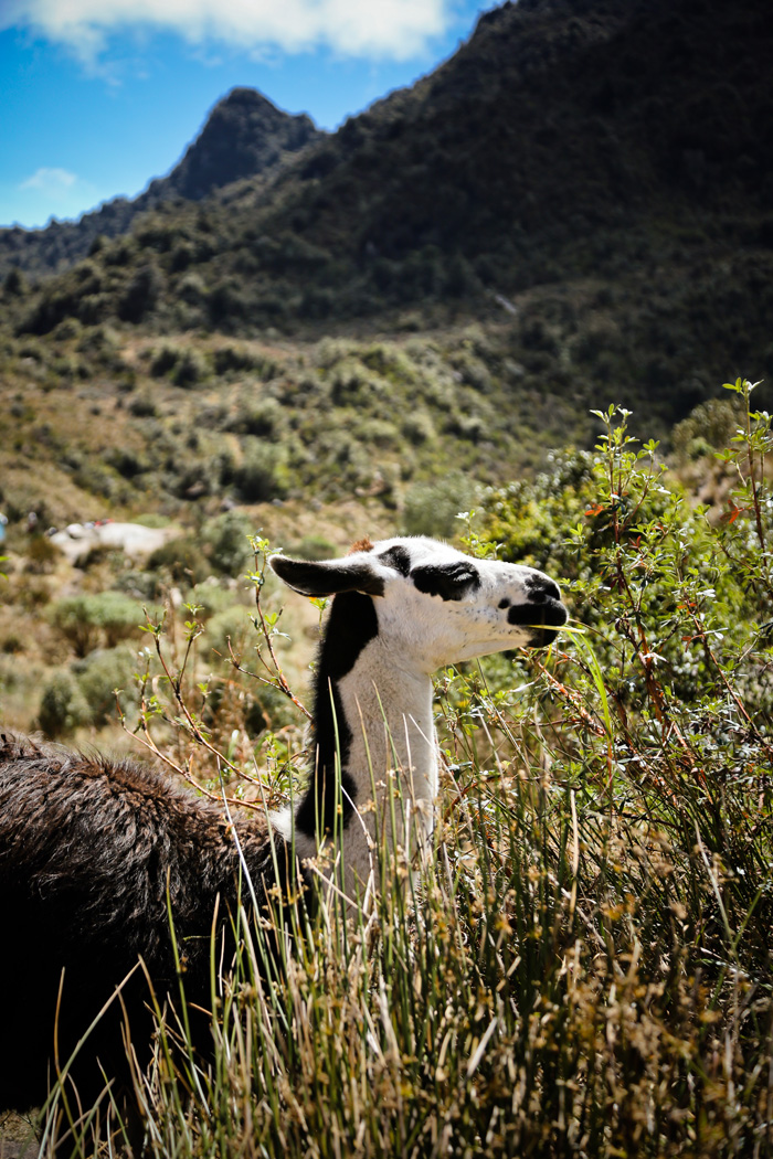 Animals on Inca Trail