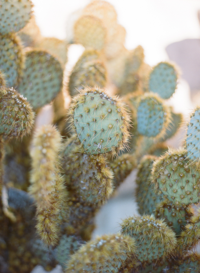 Cacti in Joshua Tree National Park