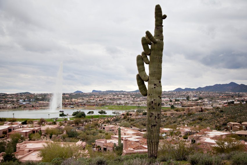 Cactus in Arizona