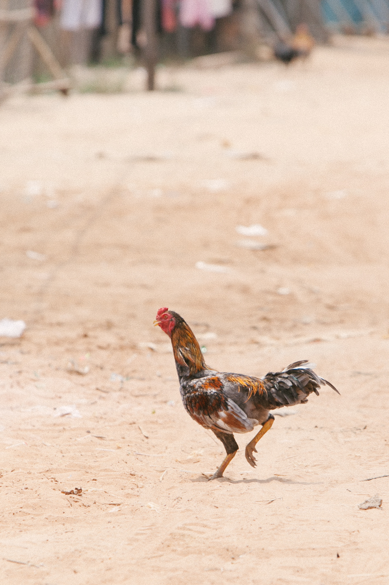 Cambodia Chicken