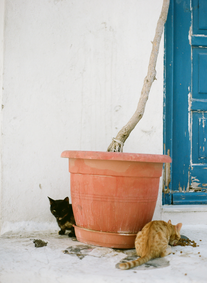 Cats in Mykonos