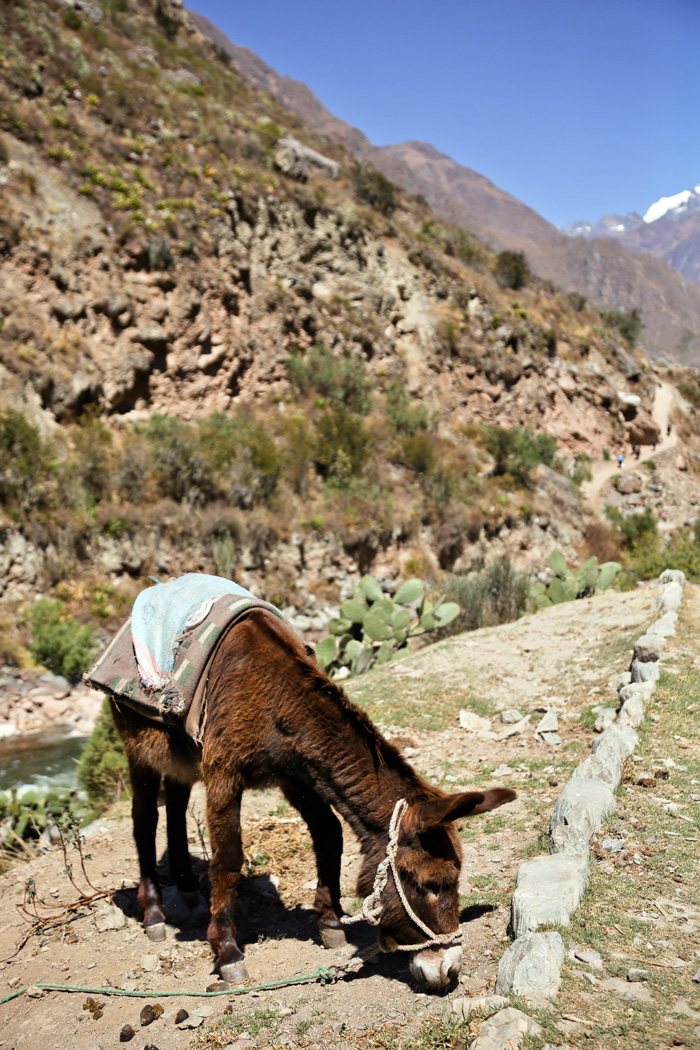 Donkey Machu Picchu Hike