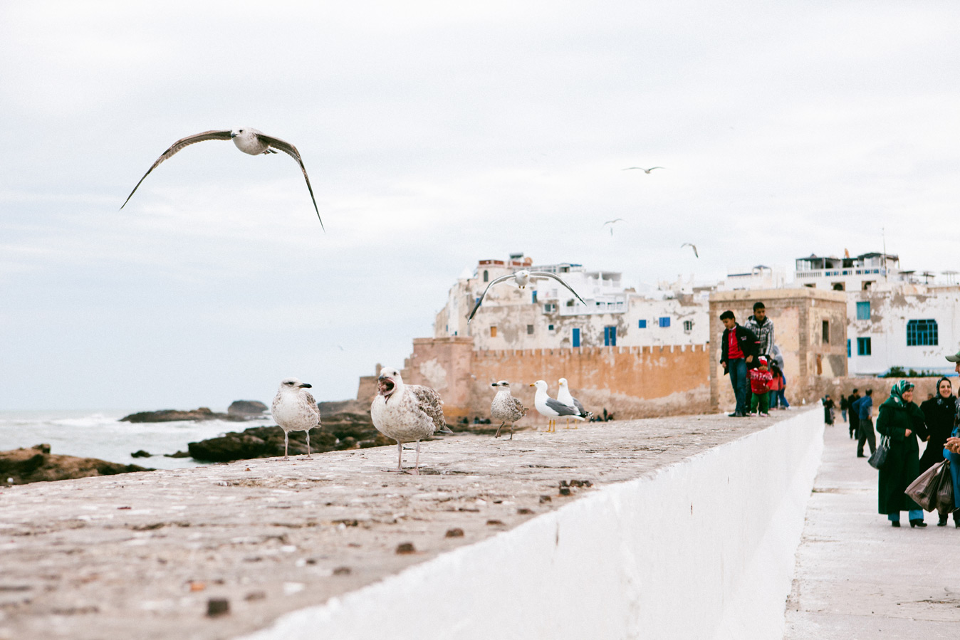 Essaouira Seagulls