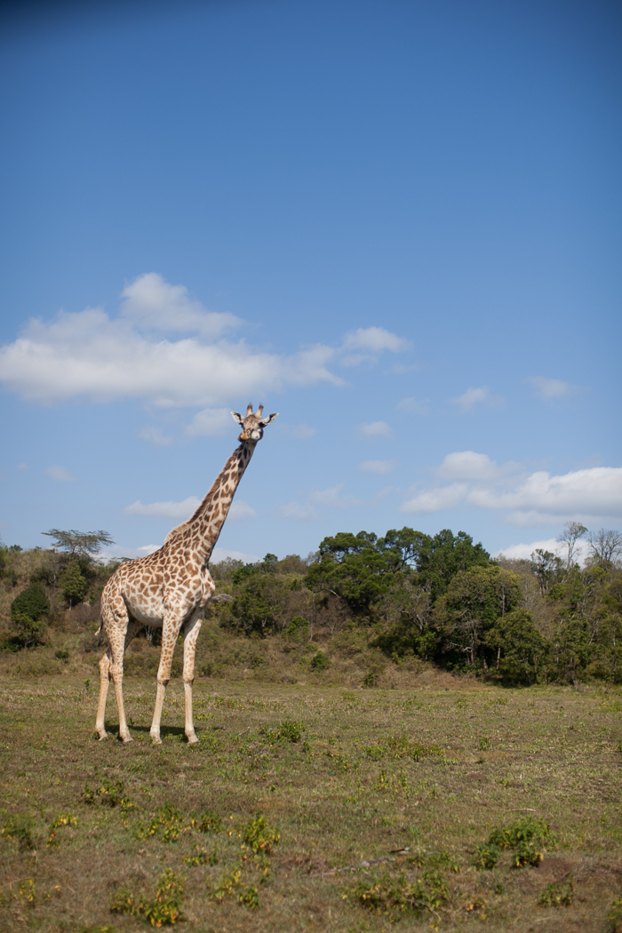 Giraffe Arusha National Park