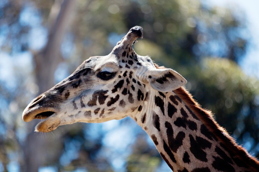 Giraffe San Diego Zoo