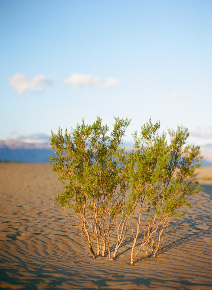 Green Plants in Death Valley Green Plants in Death Valley