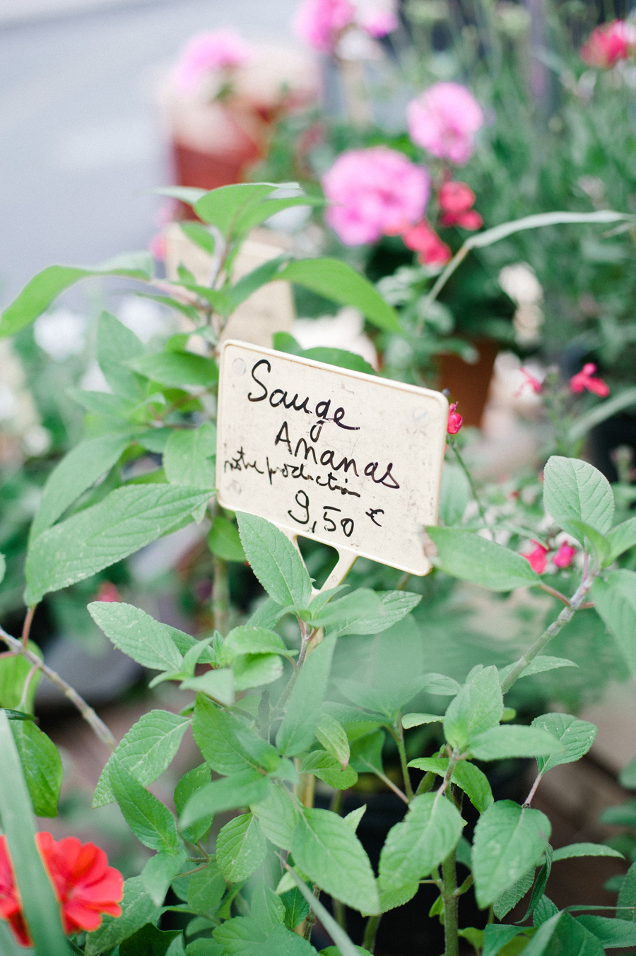Herbs Market in Paris