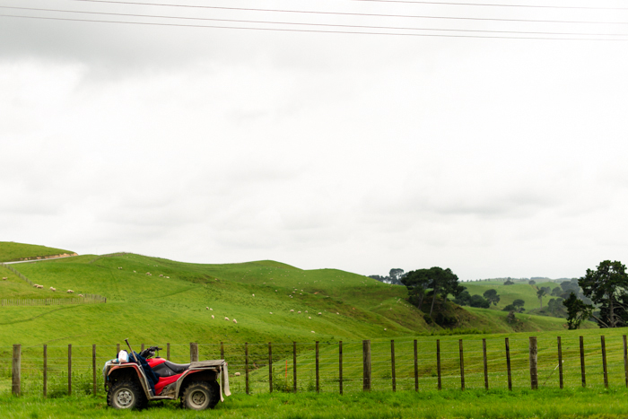Hills in Matamata New Zealand