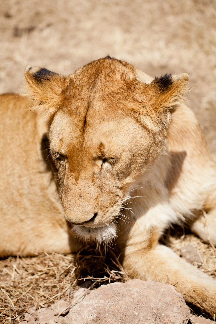Lion Safari Ngorongoro