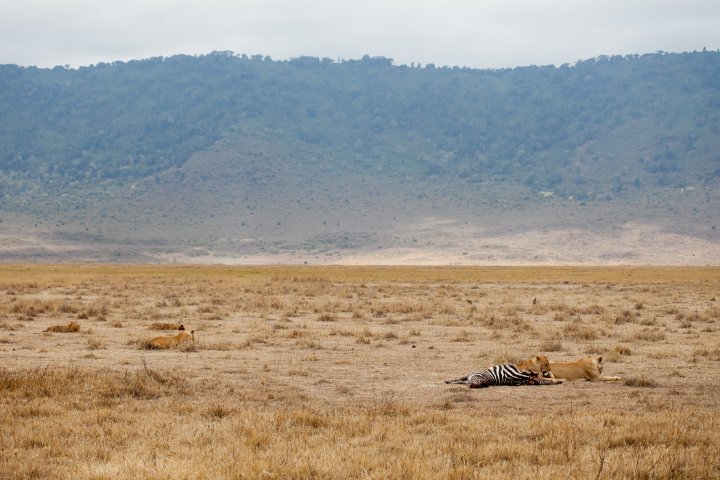 Lions Safari Tanzania