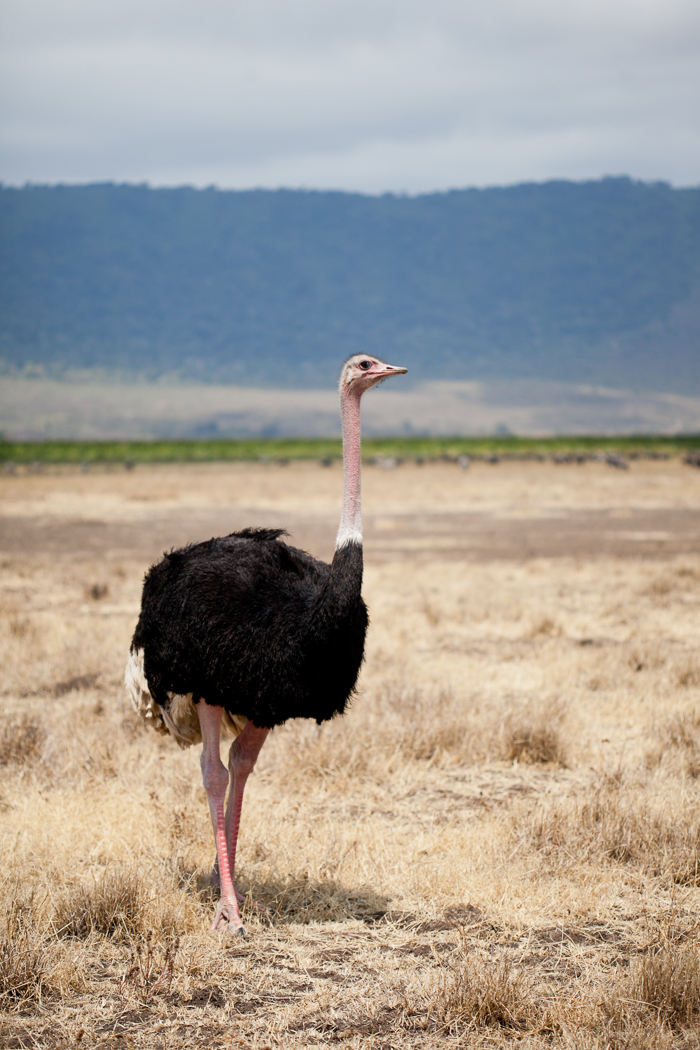 Ostrich Safari Tanzania
