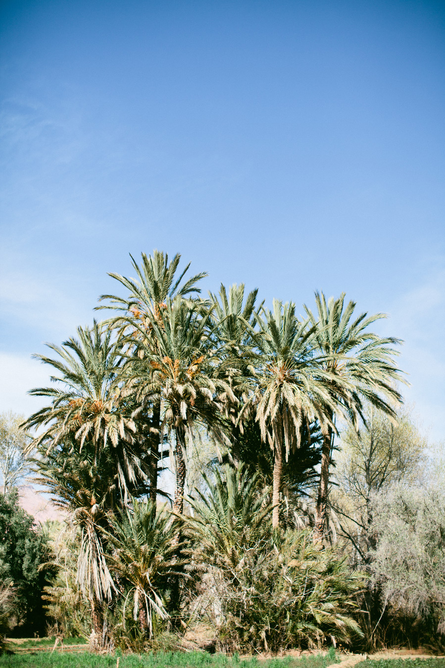 Palm Trees in Todra Valley