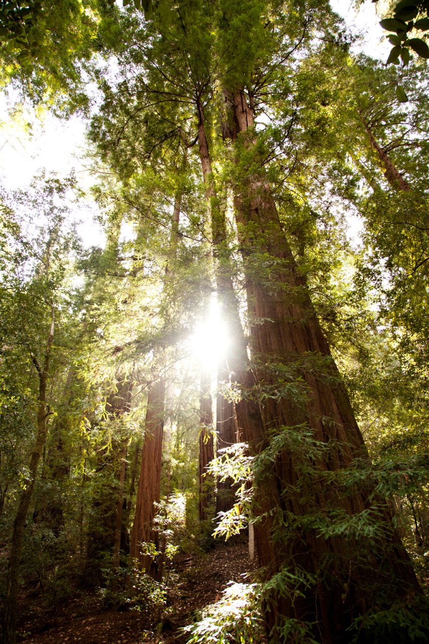 Redwoods Big Basin State Park