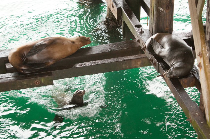 Sea Lions in Santa Cruz