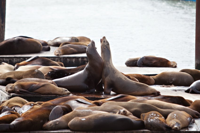 Seals Pier 39