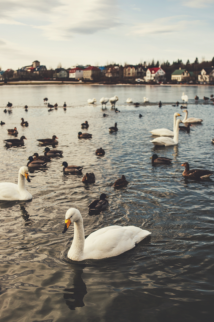 Swans in Lake Tjornin Swans in Lake Tjornin