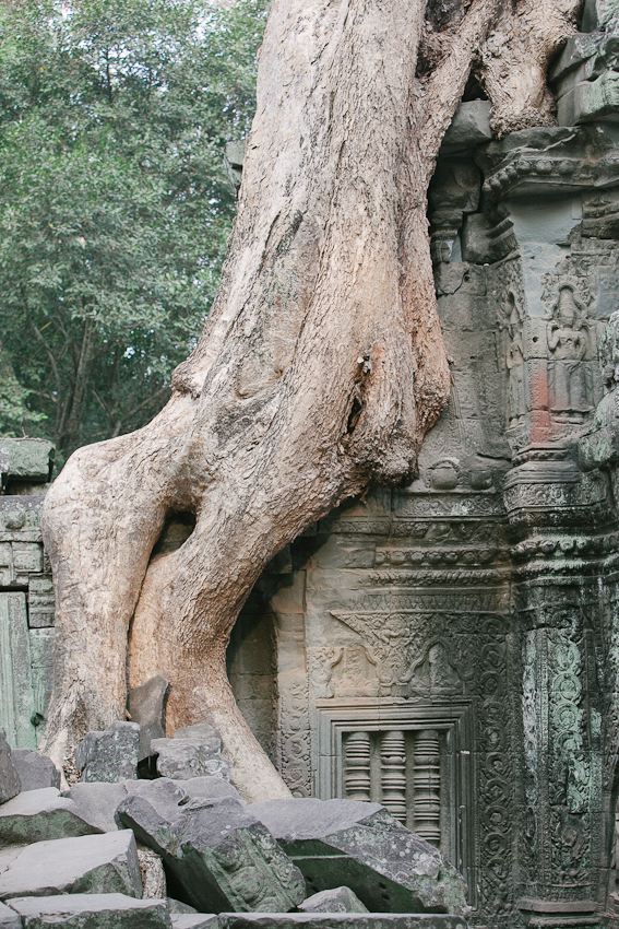 Tree at Ta Prohm Ruins