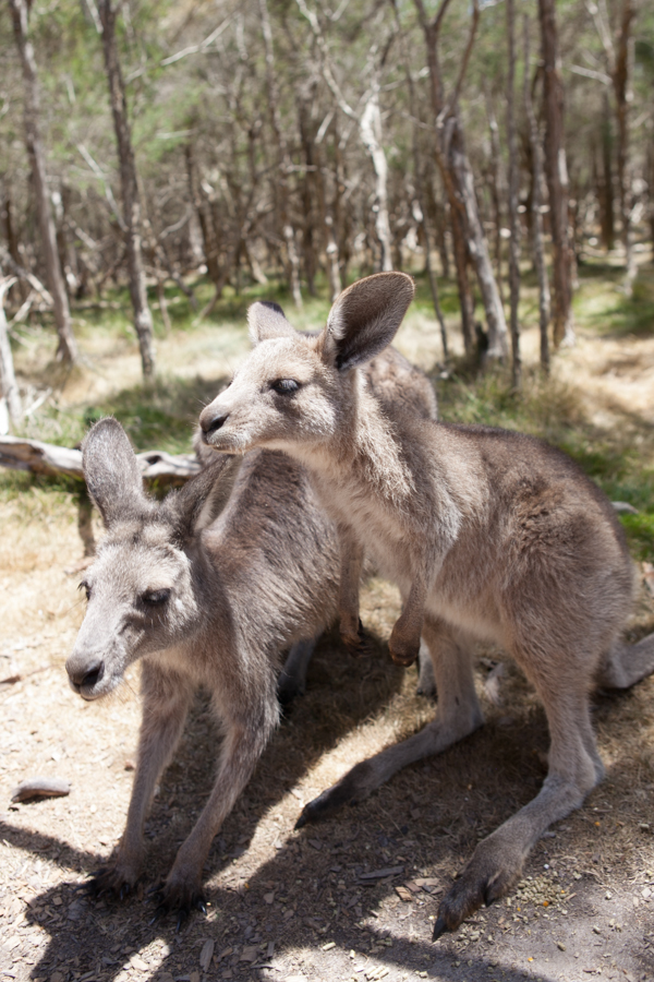 Wallabies in Australia