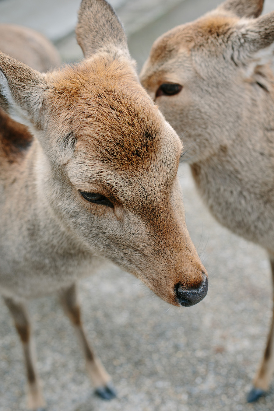 Baby Deer in Nara Baby Deer in Nara