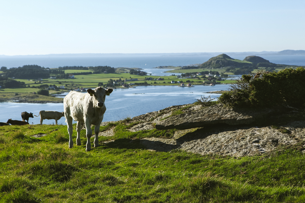 Cow in Stavanger Norway
