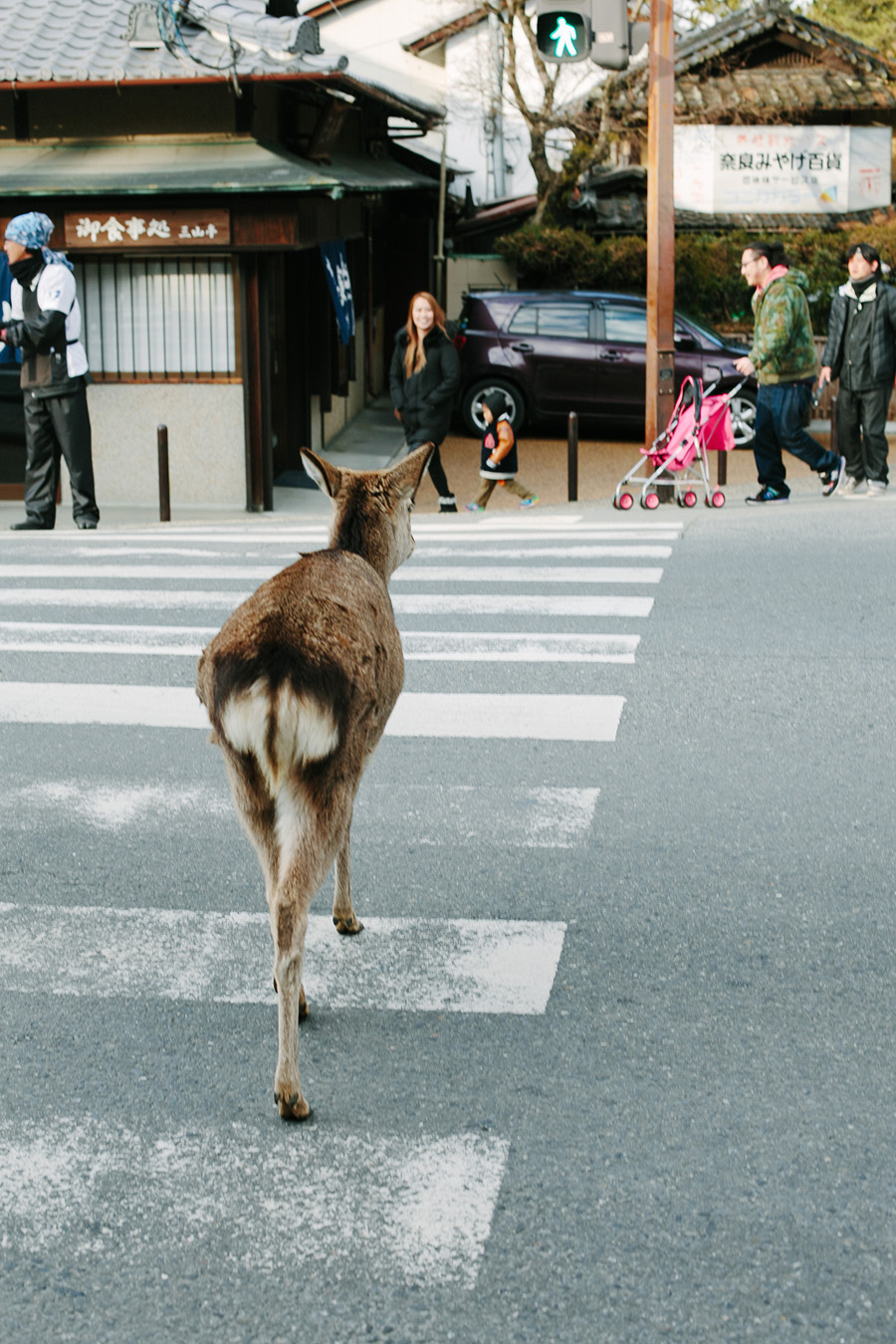 Fawn Crossing the Street in Nara Japan