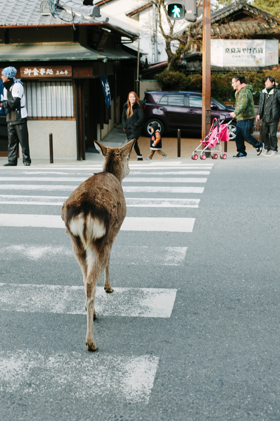 Fawn Crossing the Street in Nara Japan Fawn Crossing the Street in Nara Japan