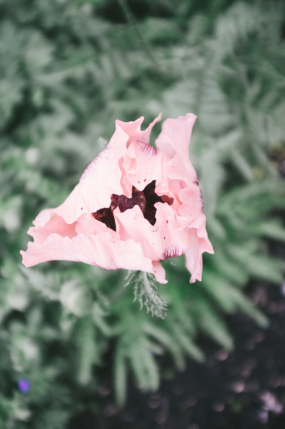 Glasgow Pink Flower