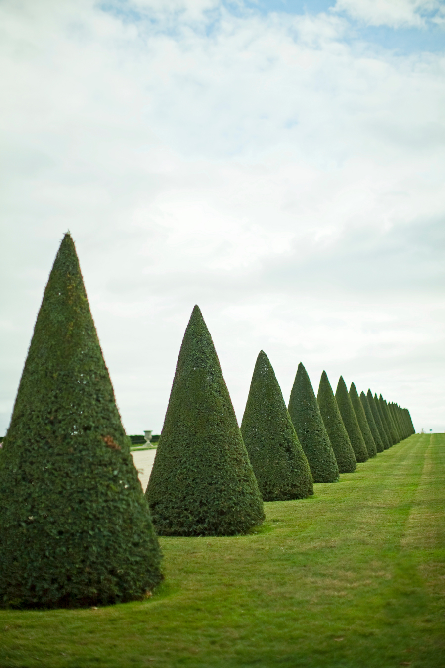 Manicured Trees of Versailles