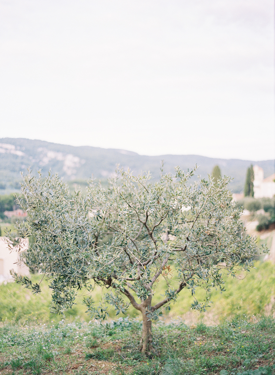 Olive Tree in Cassis Olive Tree in Cassis