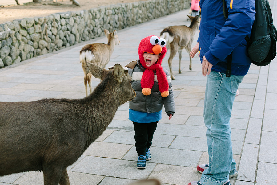Petting Deer in Nara