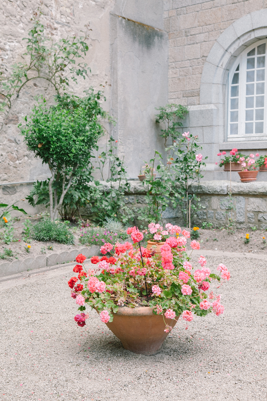 Pink Blooms in Saint-Malo