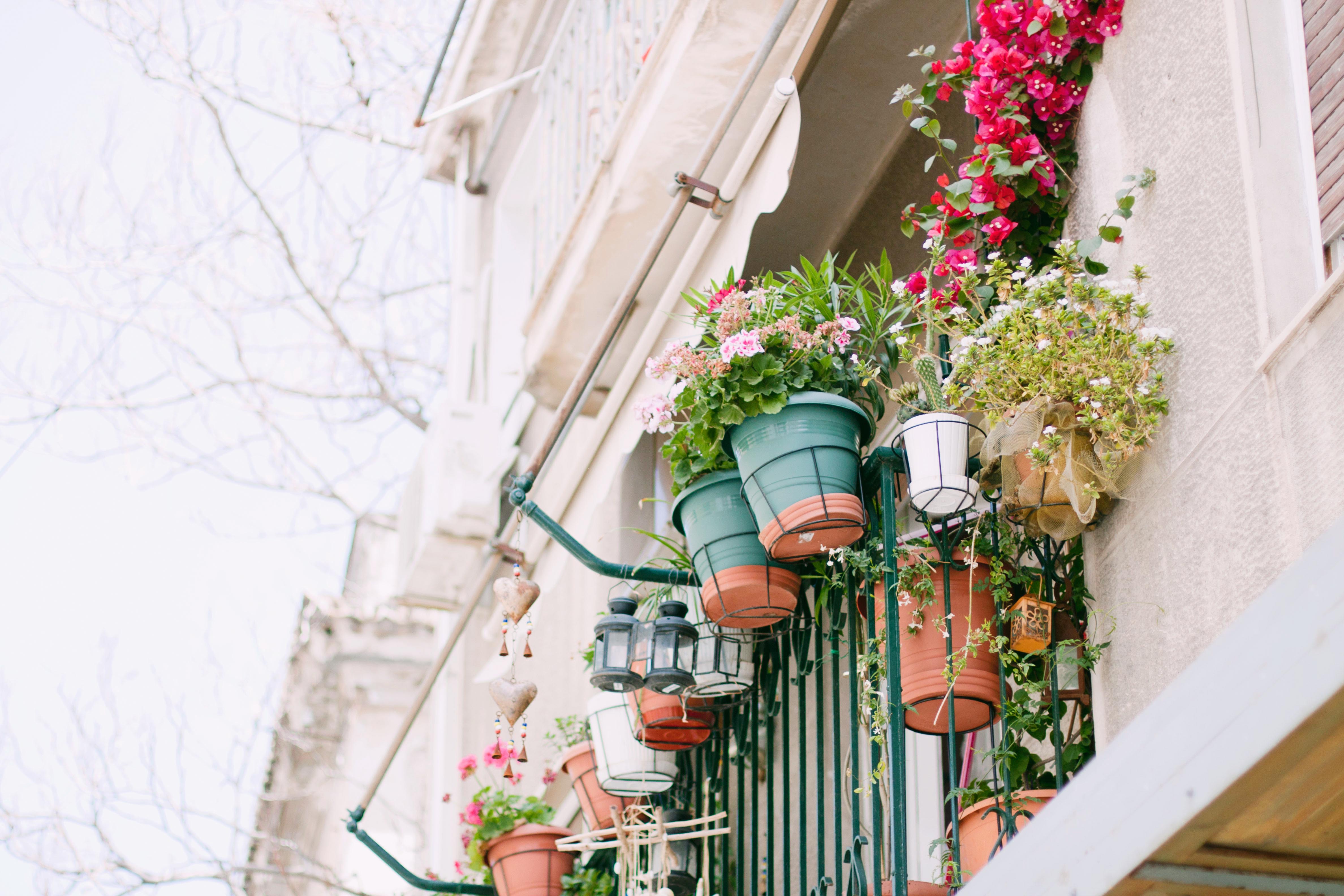 Potted Plants in Greece