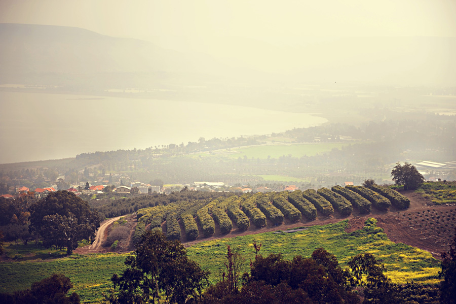 Sea of Galilee Orchards