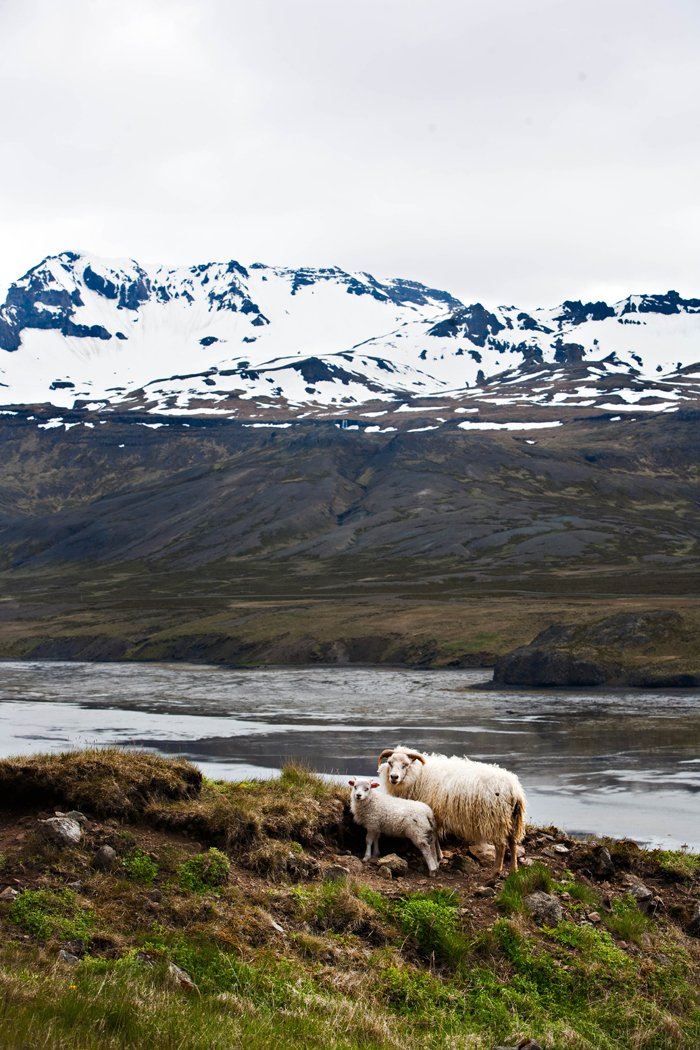 Sheep on the Ring Road of Iceland