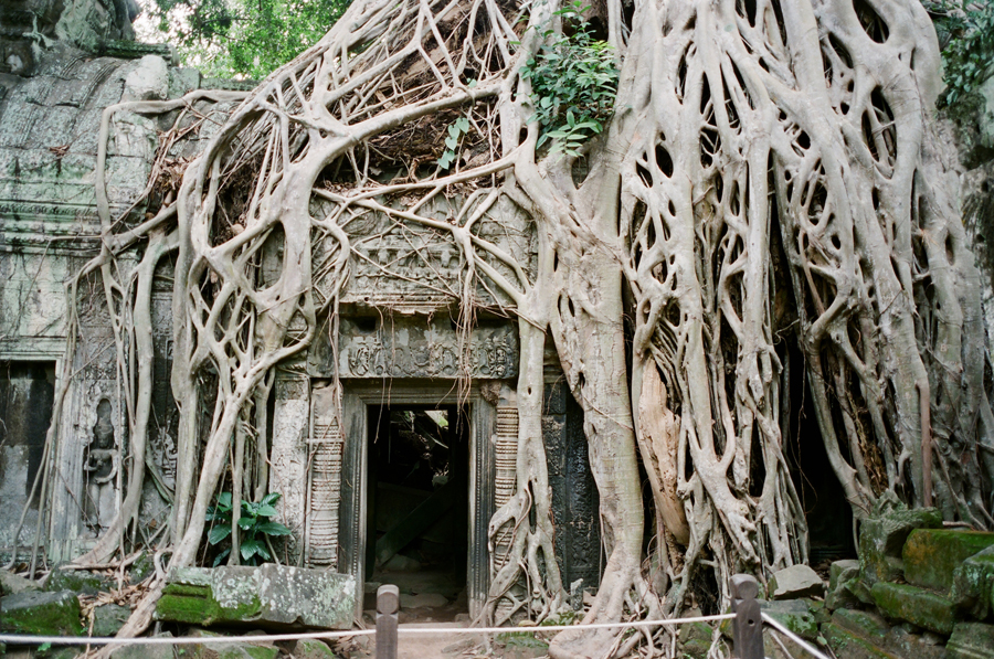 Tree Roots at Ta Prohm Cambodia