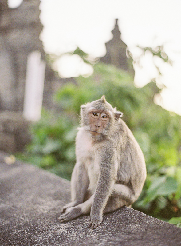 Uluwatu Temple Monkey