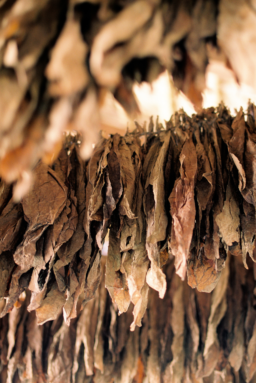 Drying Tobacco Leaves in the Dominican Republic