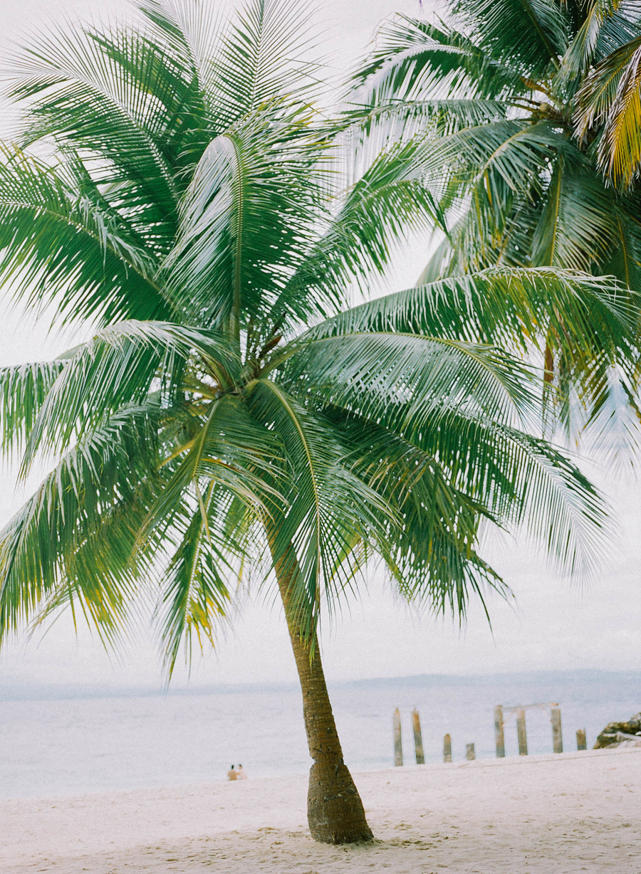 Palm Tree in the Philippines Entouriste
