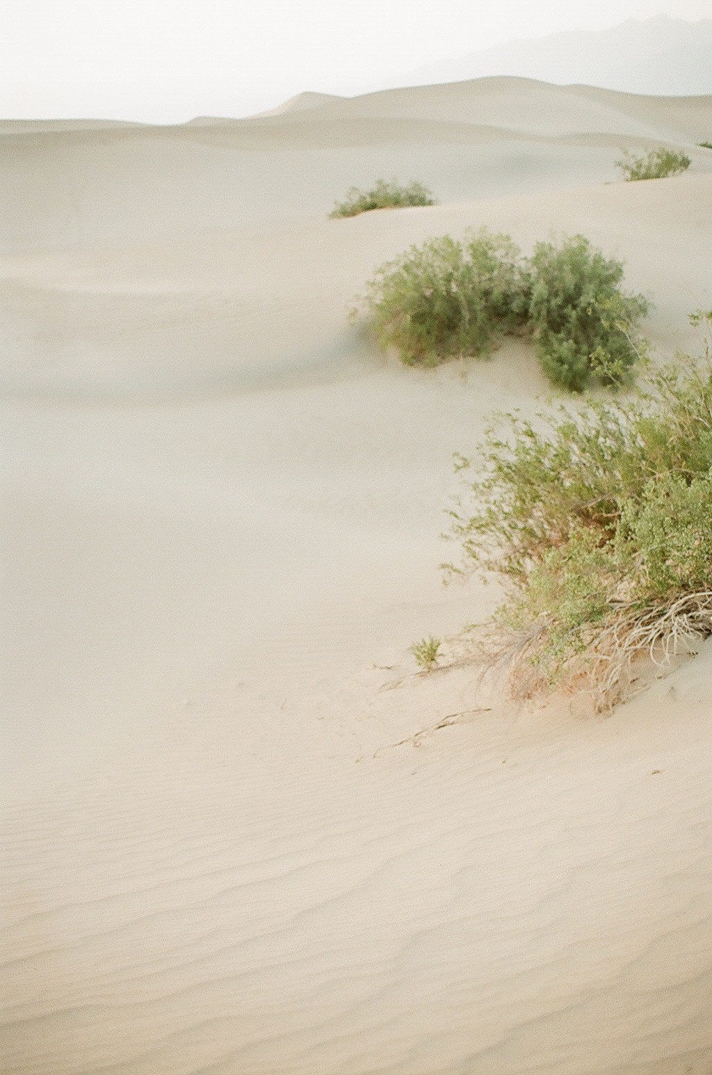 Scenes from Mesquite Sand Dunes - Entouriste