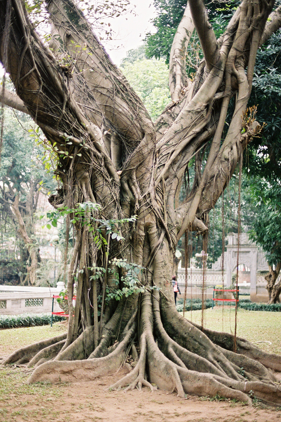 Tree in Hanoi