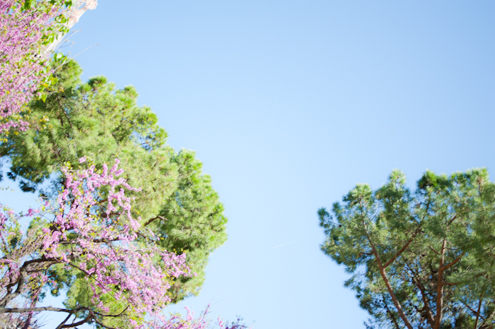 Trees in Barcelona