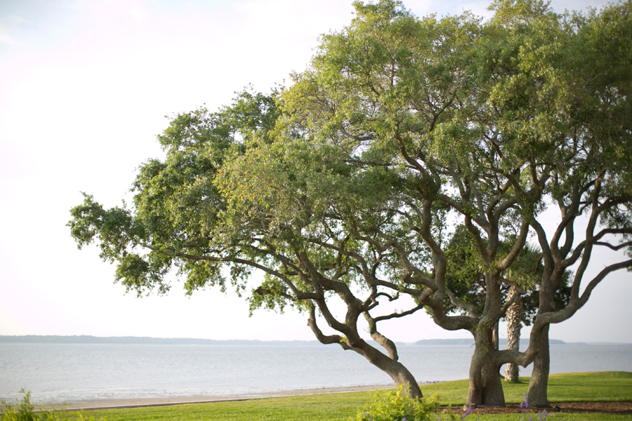 Beachside Trees in Hilton Head