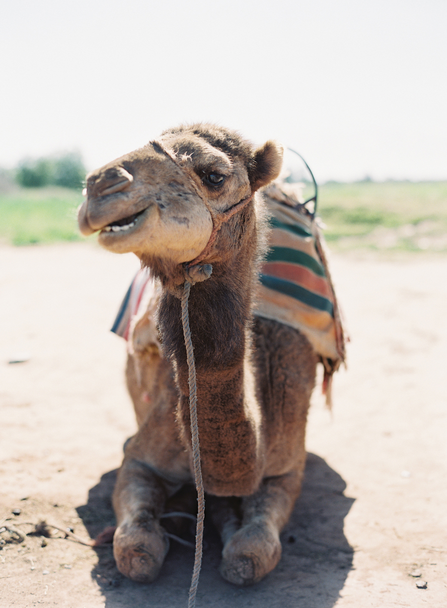 Camel in Morocco Camel in Morocco